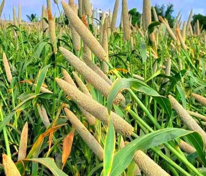 L&rsquo;agriculture en Afrique : plus qu’un choix, c’est une urgence vitale. 🌍